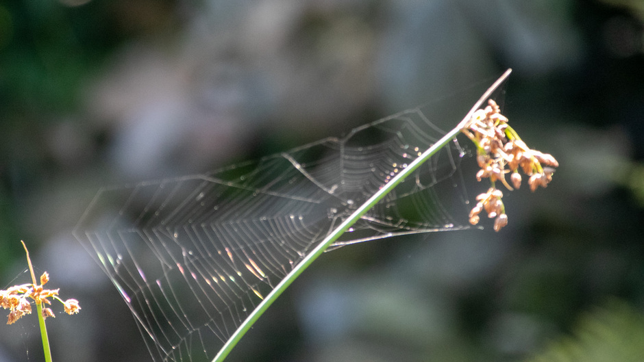 Spinneweb in de zon