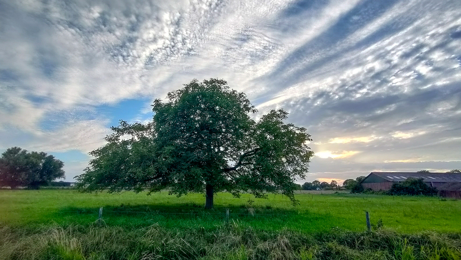 Walnotenboom in een vriendelijke bewolktelucht 