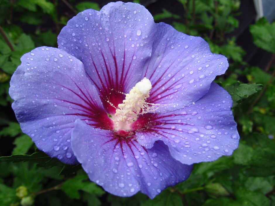 Na een klein regenbuitje vanmorgen vroeg.....de Hibiscus "Blue Bird" bloeit nog steeds