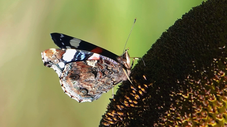 Atalanta vlinder op zonnebloem