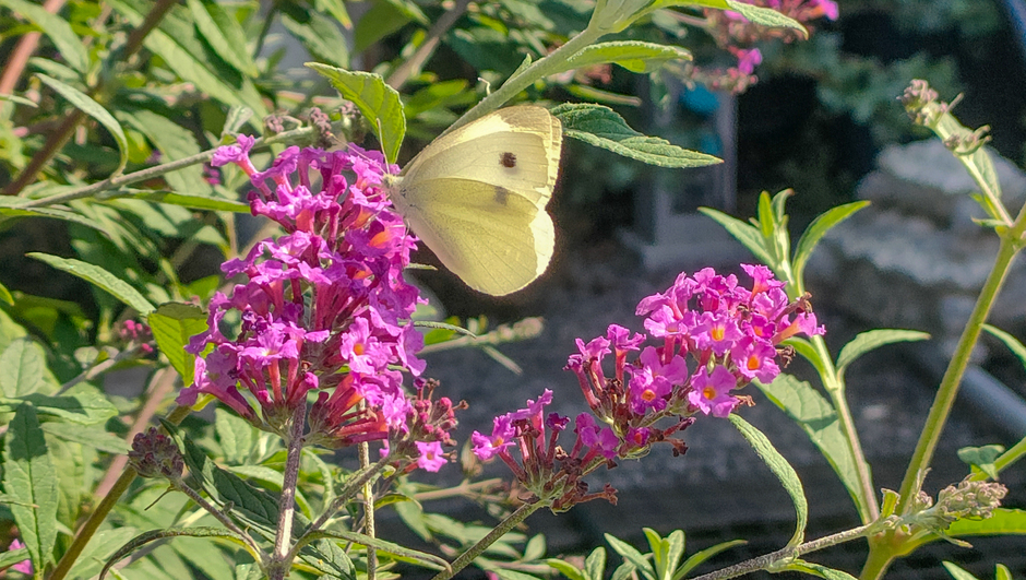 Koolwitje geniet ook in de zon op de vlinderstruik 