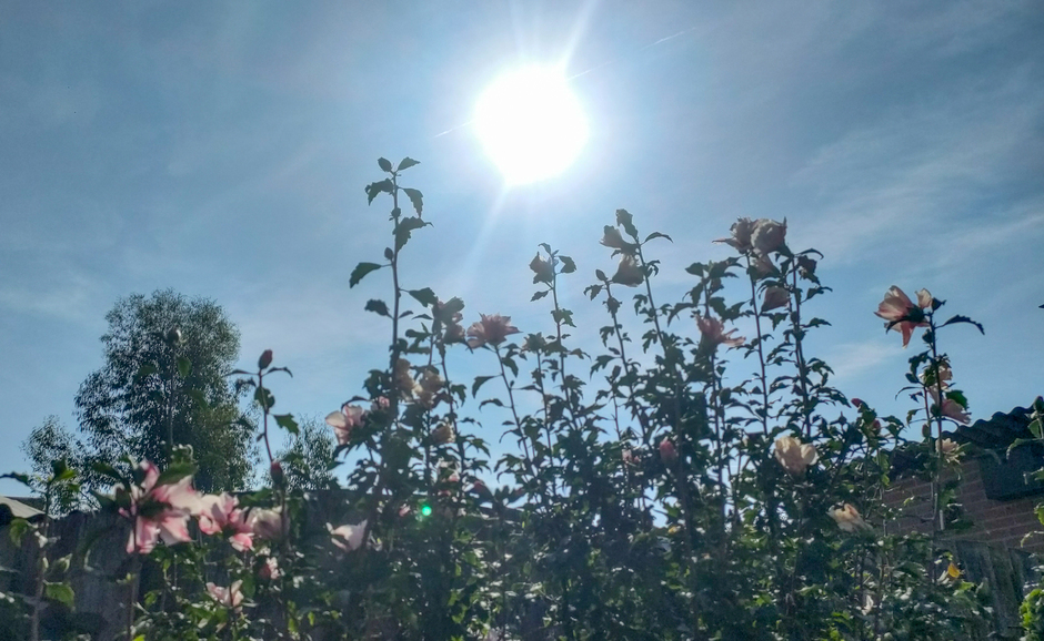 Hibiscus in de volle zon