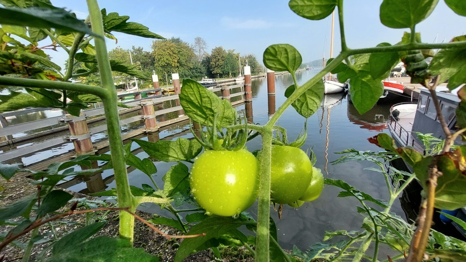 Tomaten groeien aan de kade