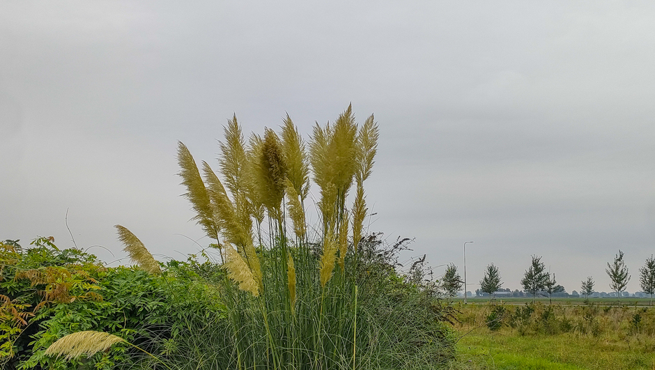 Siergras in een windstille grijze lucht