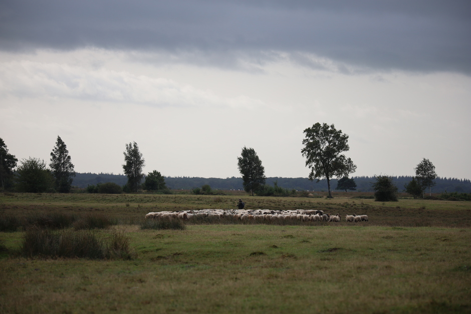 Schaapherder met kudde op Dwingelderveld 