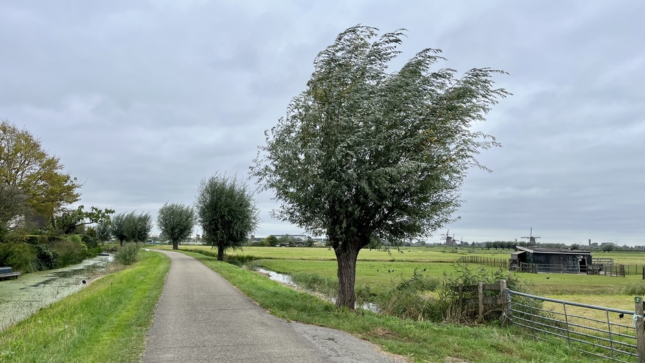 Stevige wind in de polder 