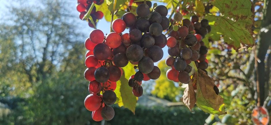 Druiven in het zonnetje 
