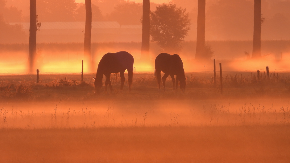 Mist en paarden met zonsopkomst in Beesd