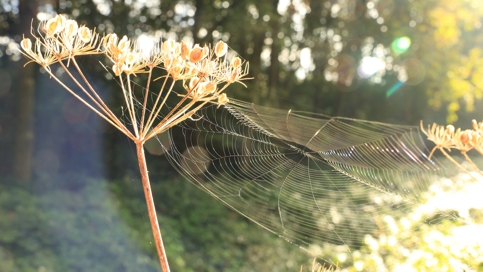 Spinnenweb in de zon.