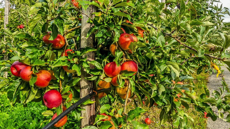 Rode appels