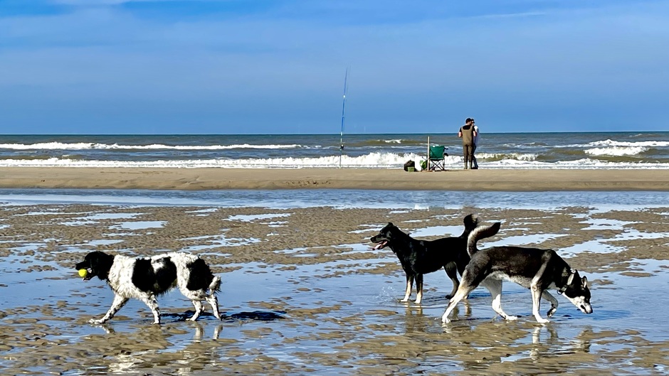 Met de hond naar het strand 