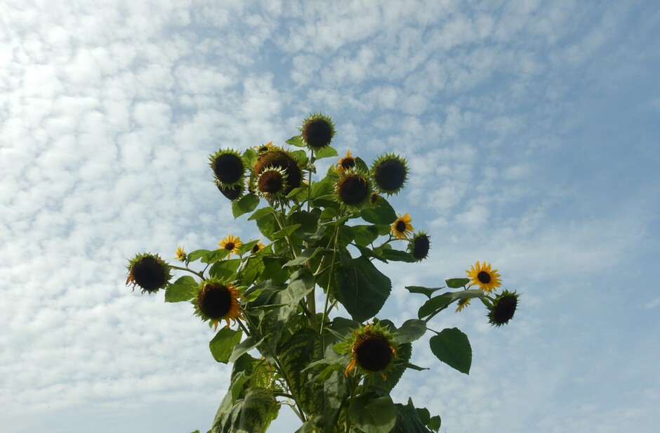 De zomer lijkt nog niet voorbij...deze zonnebloemen staan nog steeds in bloei.