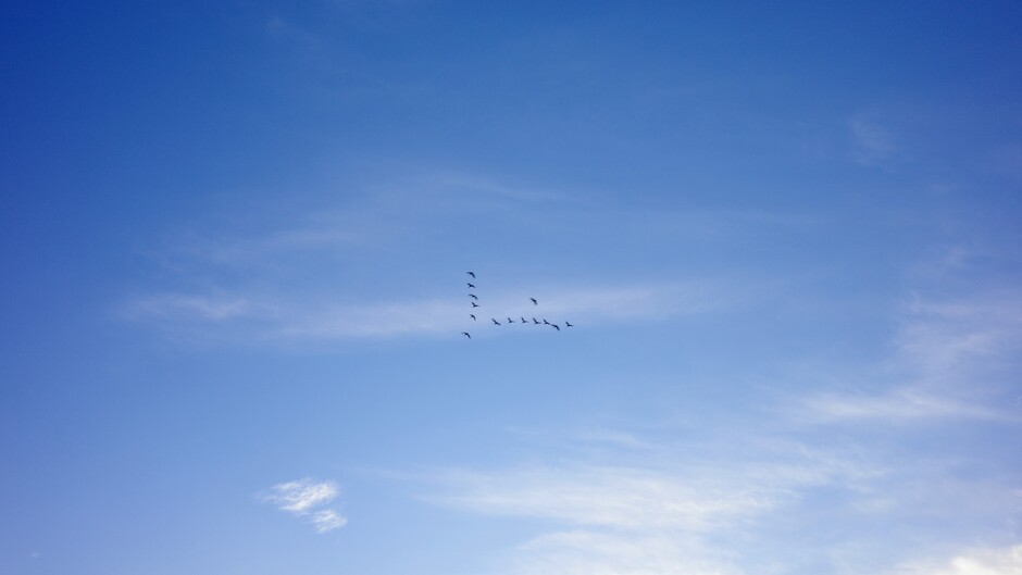 Trekvogels in de lucht