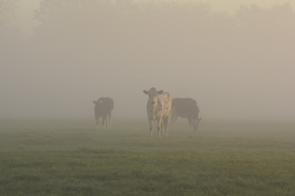 Koeien in de mist.