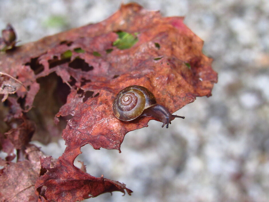 Klein slakje op het bijna vergane blad van de Abrikoos, het is nog geen "glibberig" nat weer vanmorgen om 8.15 uur