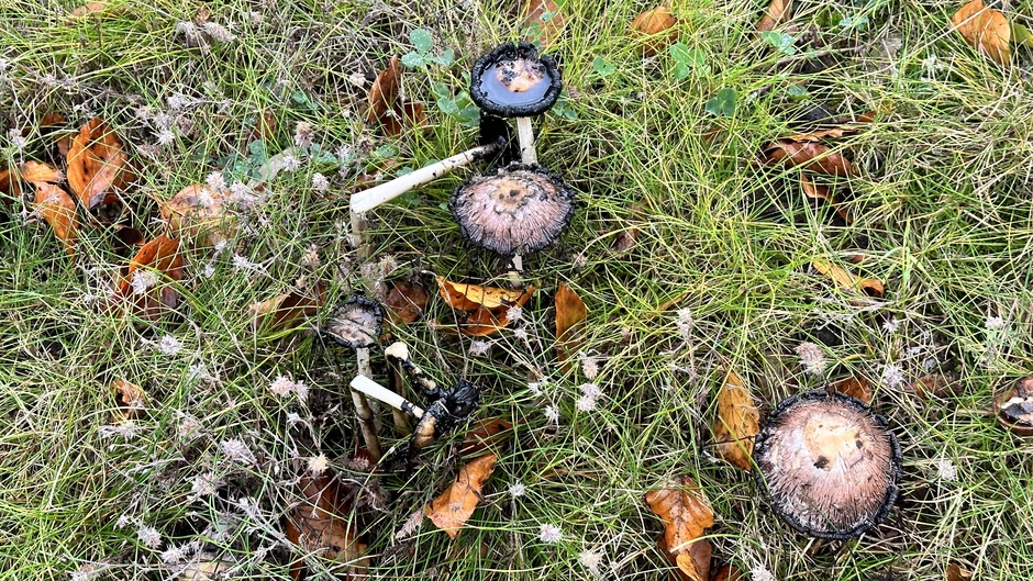 Geknakte paddenstoelen 