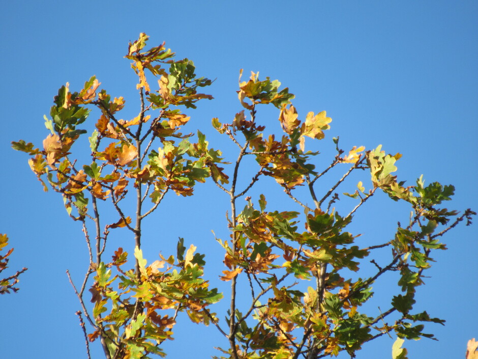 Door de wind zullen de mooie herfstblaadjes snel van de boom vallen, dit was vanmorgen, ondertussen is het rond het middaguur en is het weer echt herfst