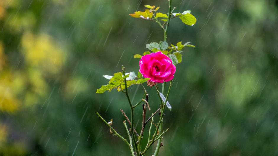 Roos in de regen, blijft nog steeds mooi ondanks alle regen 