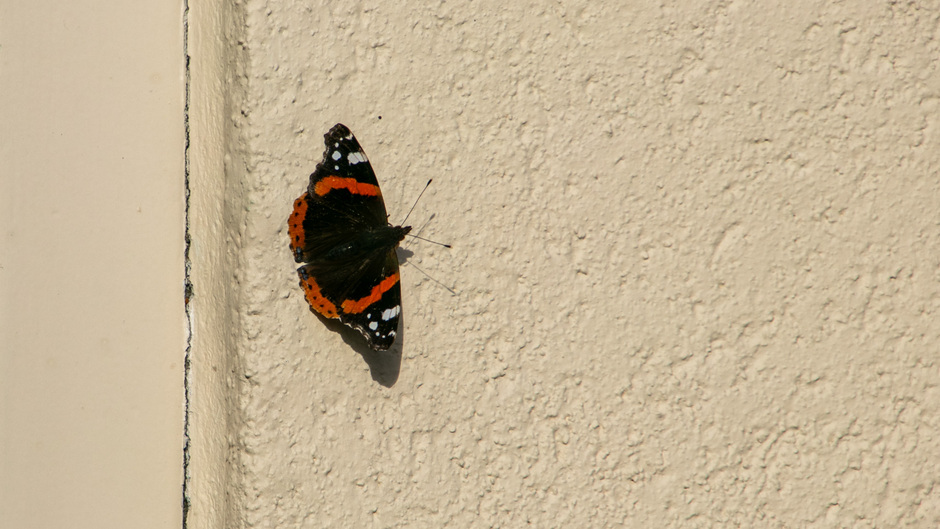 Atalantavlinder kwam ook nog even genieten op de muur in de zon 