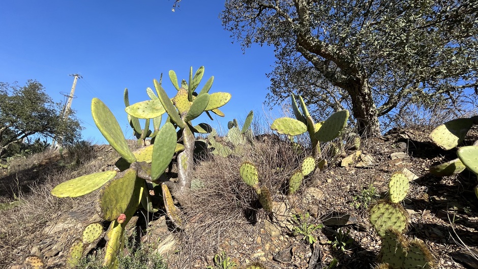 Kurkeiken en cactussen in Zuid Portugal.