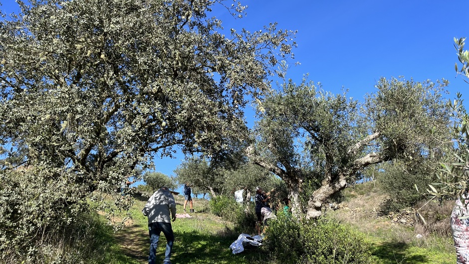 Campinggasten helpen met de olijven oogst.