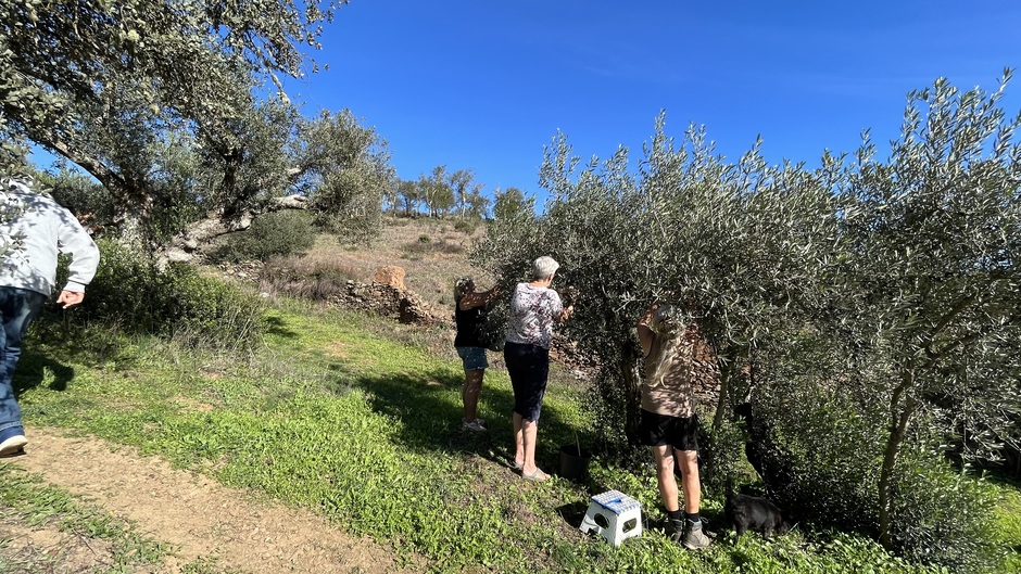 Camping gasten oogsten olijven in zuid Portugal.