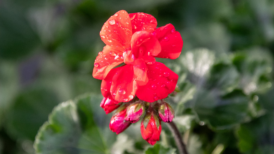 Geranium in de zon na de regen, doet het wel lang de geranium  met dit weer 