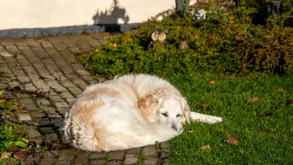 Hond is lekker aan het genieten nu de zon weer volop schijnt 