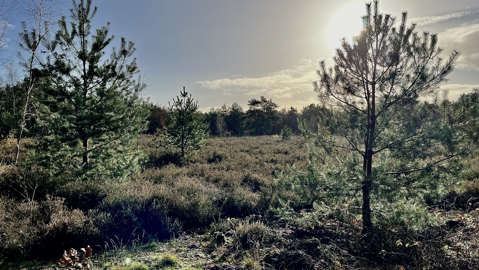 Heerlijk weer in Noord-Brabant, bomenpark Heesch.