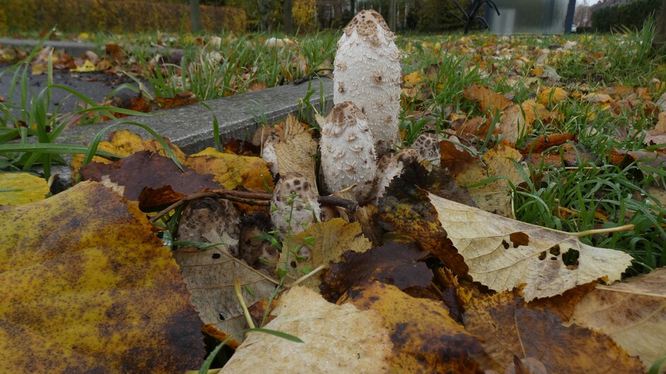 De laatste paddenstoelen.