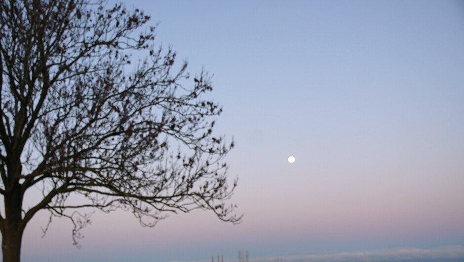 blauwe lucht en volle maanschijnt door de bomen 2 gr
