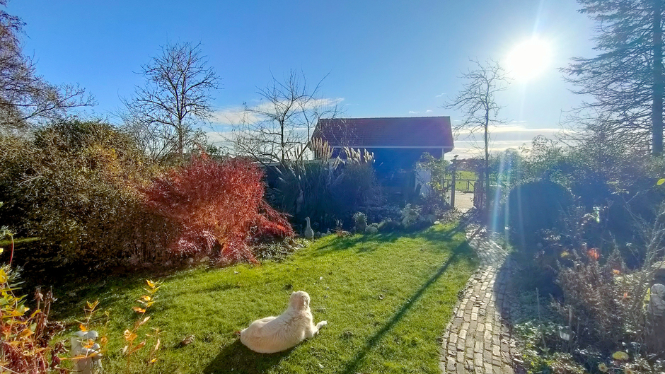 Hond geniet van de zon in de tuin