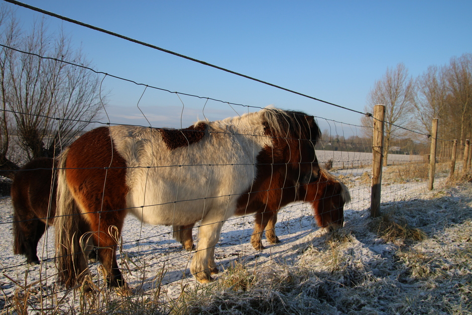 Paardjes in de sneeuw