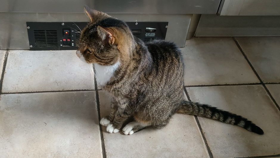 Zelfs de oude kat vind het koud, zit lekker voor het keukenkacheltje