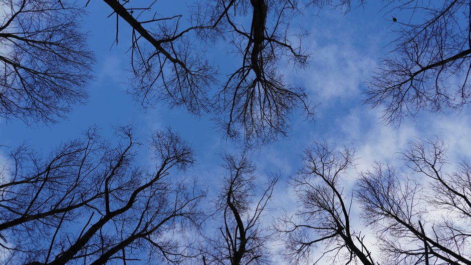 Blauwe lucht door de bomen van het bos