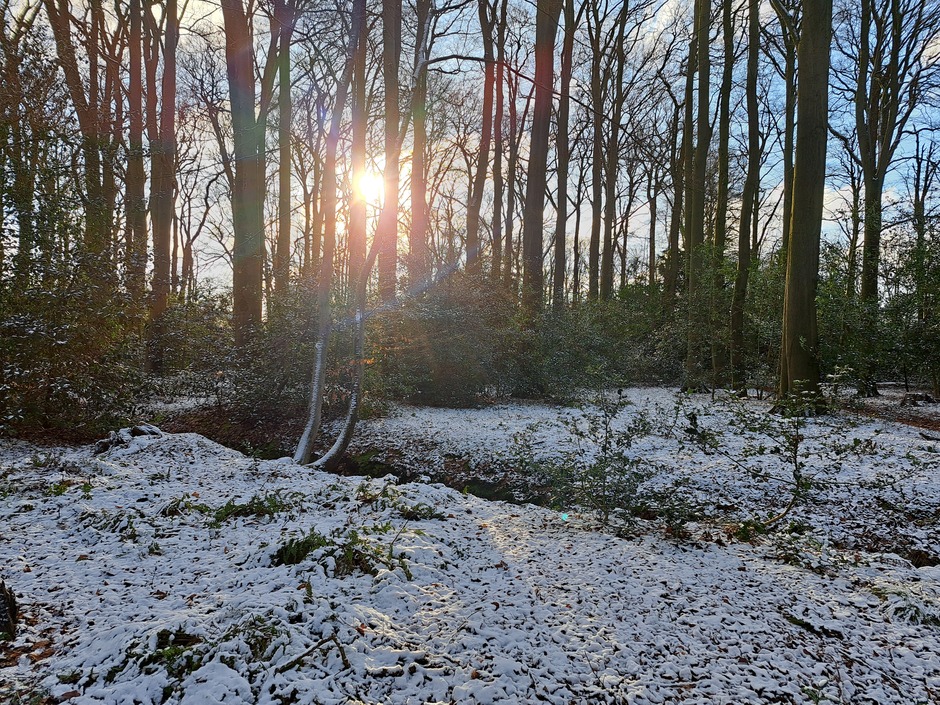 Weerfoto bos/sneeuw