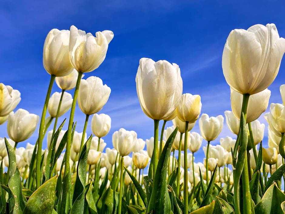 het is vandaag nationale tulpendag...Tijdens de Nationale tulpendag wordt het begin van het tulpenseizoen gevierd...