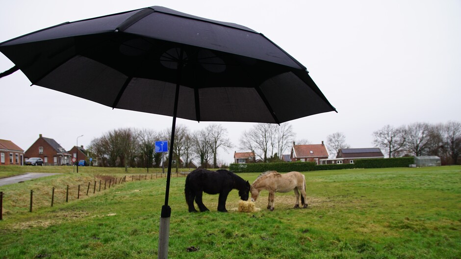 15.18 uur grijs en regenachtig paraplu weer 8 gr in de wei met paarden