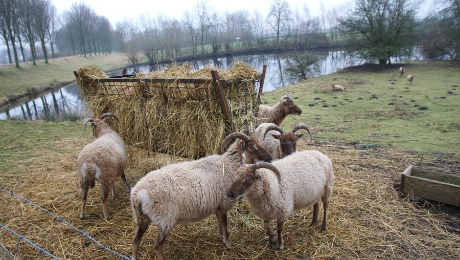 grijs en nevelig weer 6 gr schapen aan het ontbijt