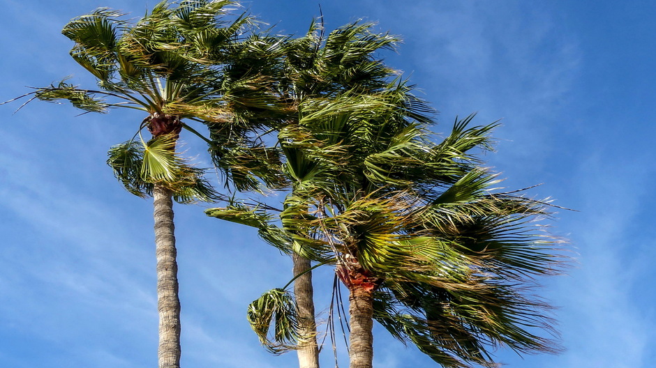 Buigende palmkruinen door aantrekkende wind