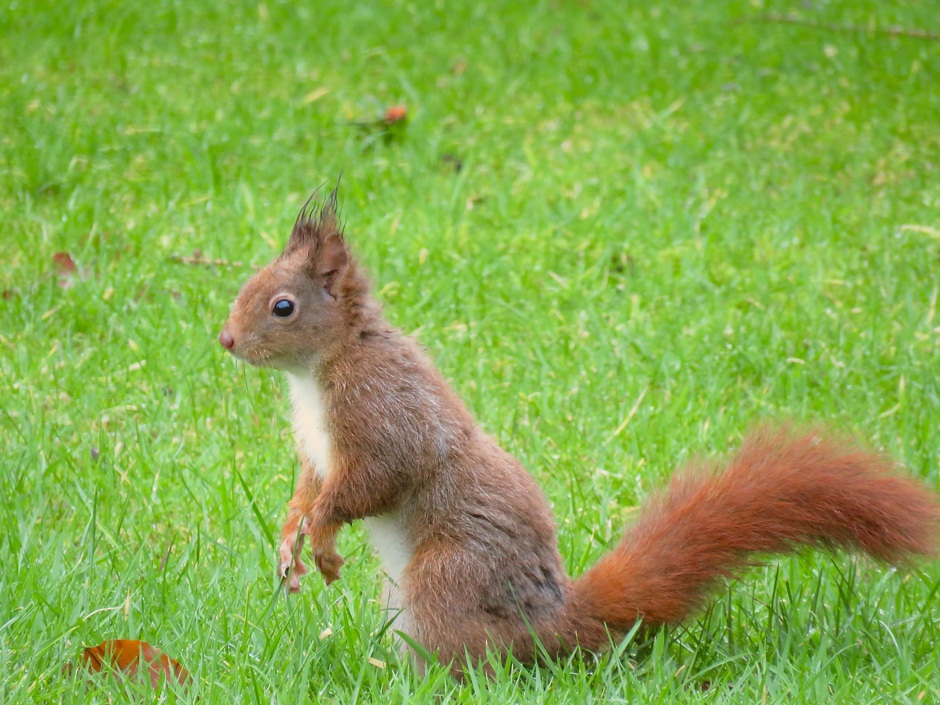 Wat "grijzende" eekhoorn in natte gras