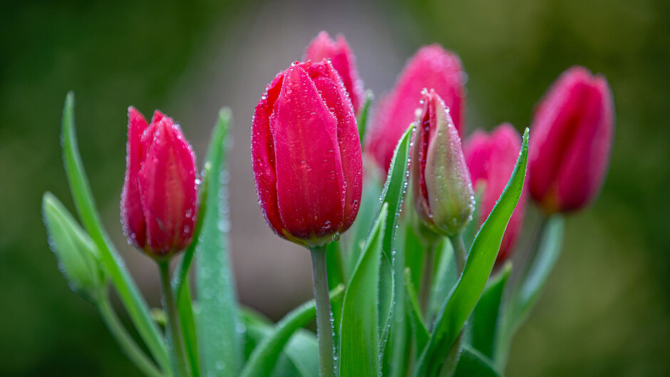Natte Rode Tulpen