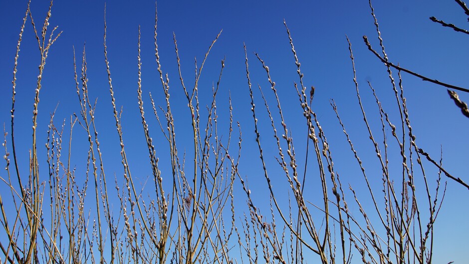 zonnig strak blauwe lucht 6 gr koude wind en bloeiende wilgenkatjes