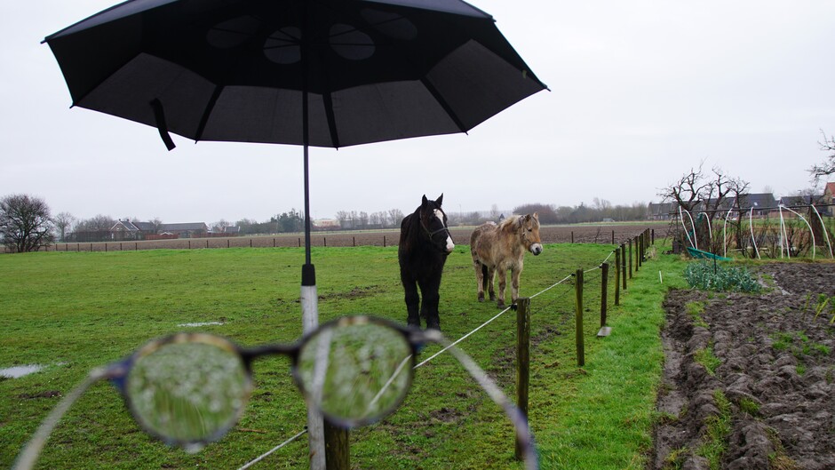 grijs en regenachtig paraplu weer 9 gr in de paarden wei