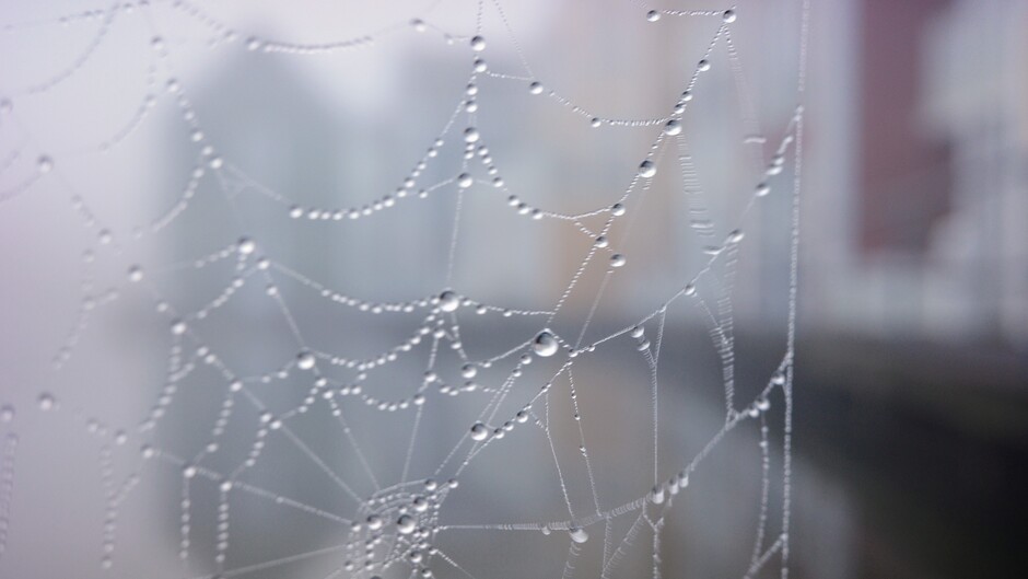 Parelsnoer spinnenweb in de nist