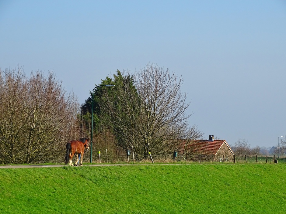 Dagelijkse wandeling met het paard
