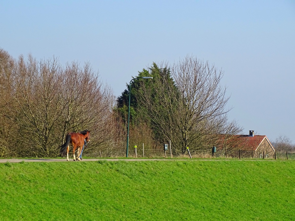 Dagelijkse wandeling met het paard