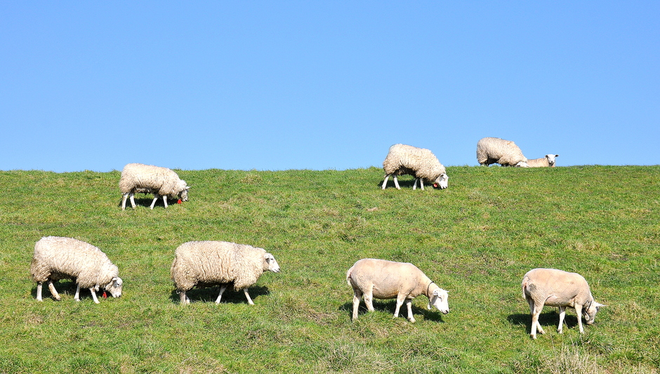 Grazende schapen.