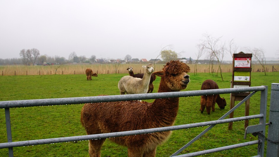 grijs en nevelig weer droog regendruppels aan de dam alpaca`s in de wei 8 gr