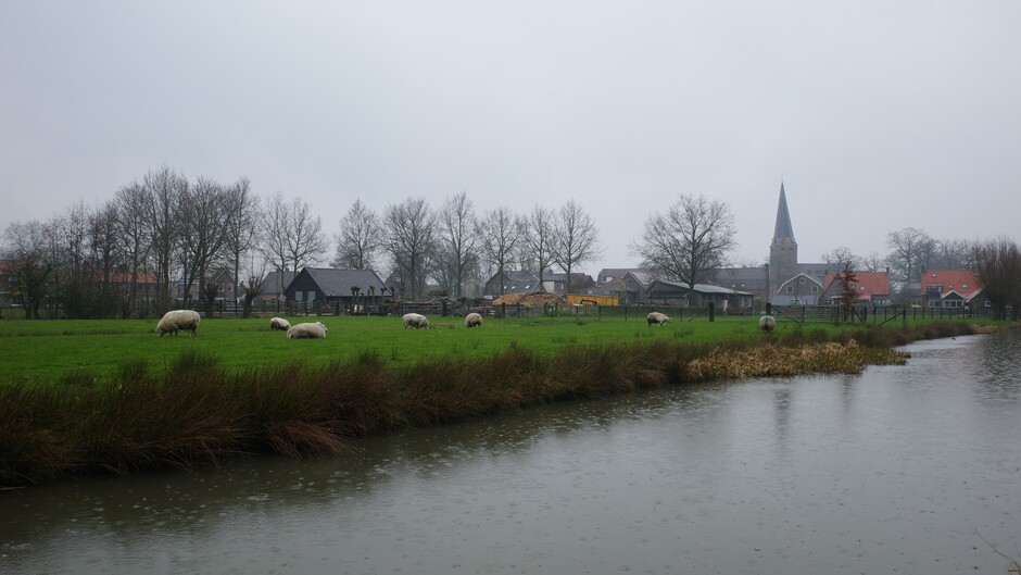 Schapen, grijs en regenachtig weer met een prachtig dorpsgezicht 